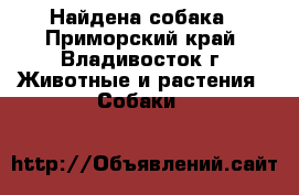 Найдена собака - Приморский край, Владивосток г. Животные и растения » Собаки   